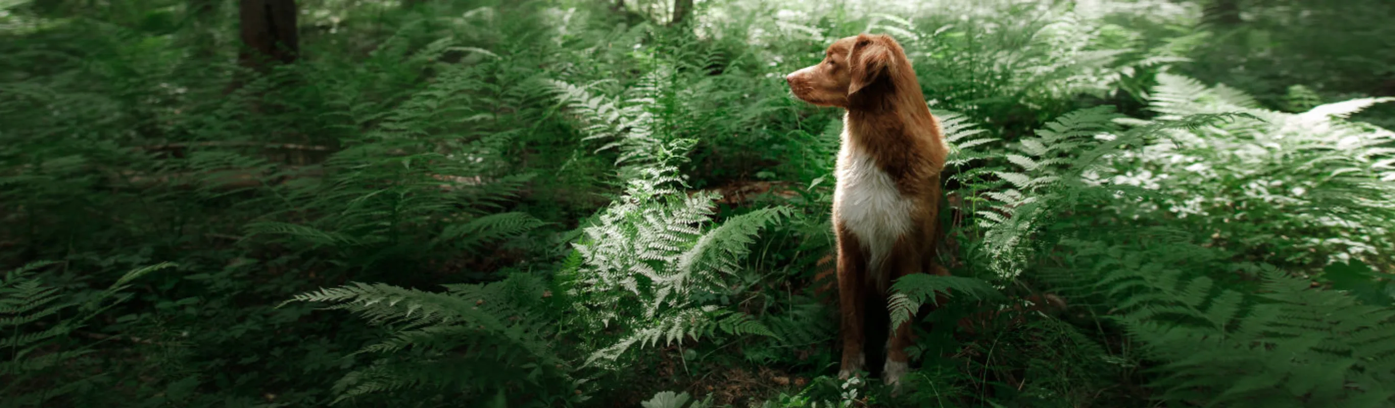 Brown Dog Sitting in a Fern Forest